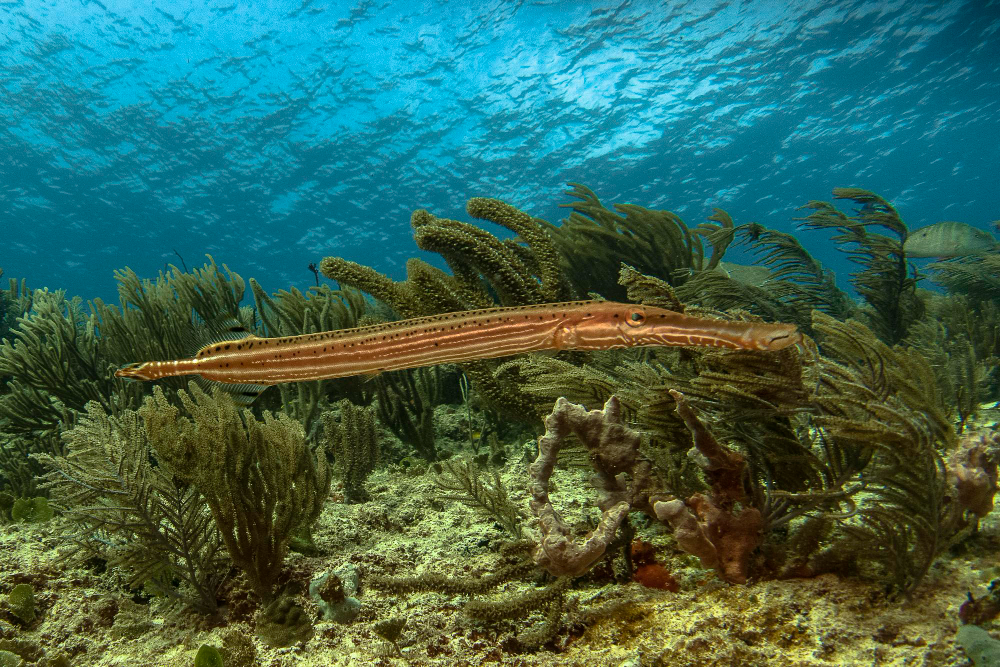 Marea Barieră de Corali: Minunății subacvatice