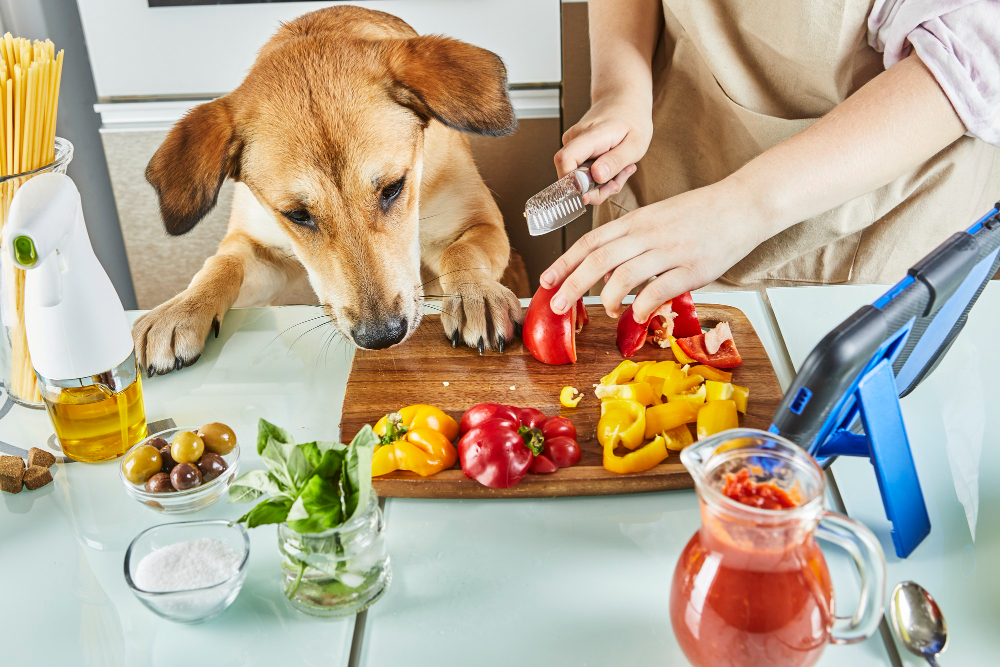 Cele mai bune alimente pentru sănătatea câinelui tău